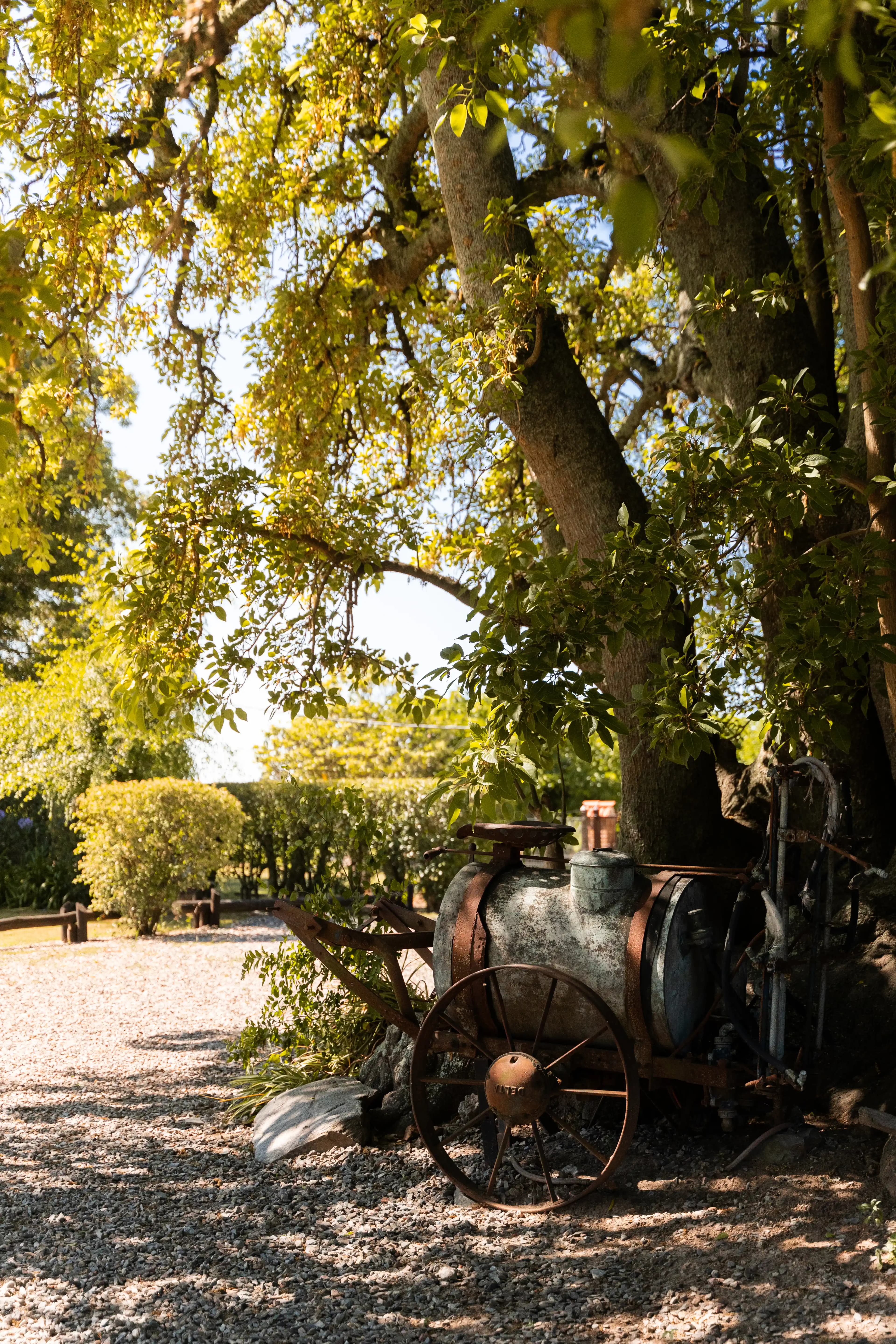 Árbol en la entrada de la bodega