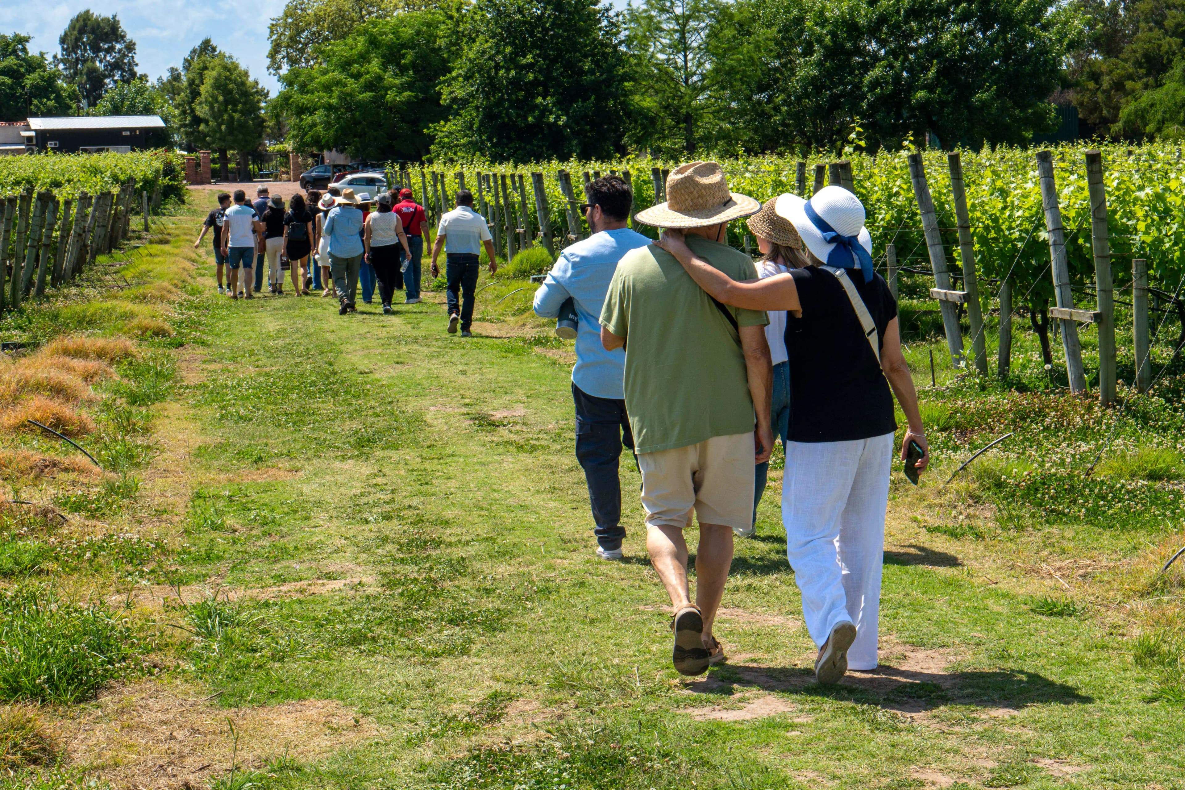 Visitantes en viñedo