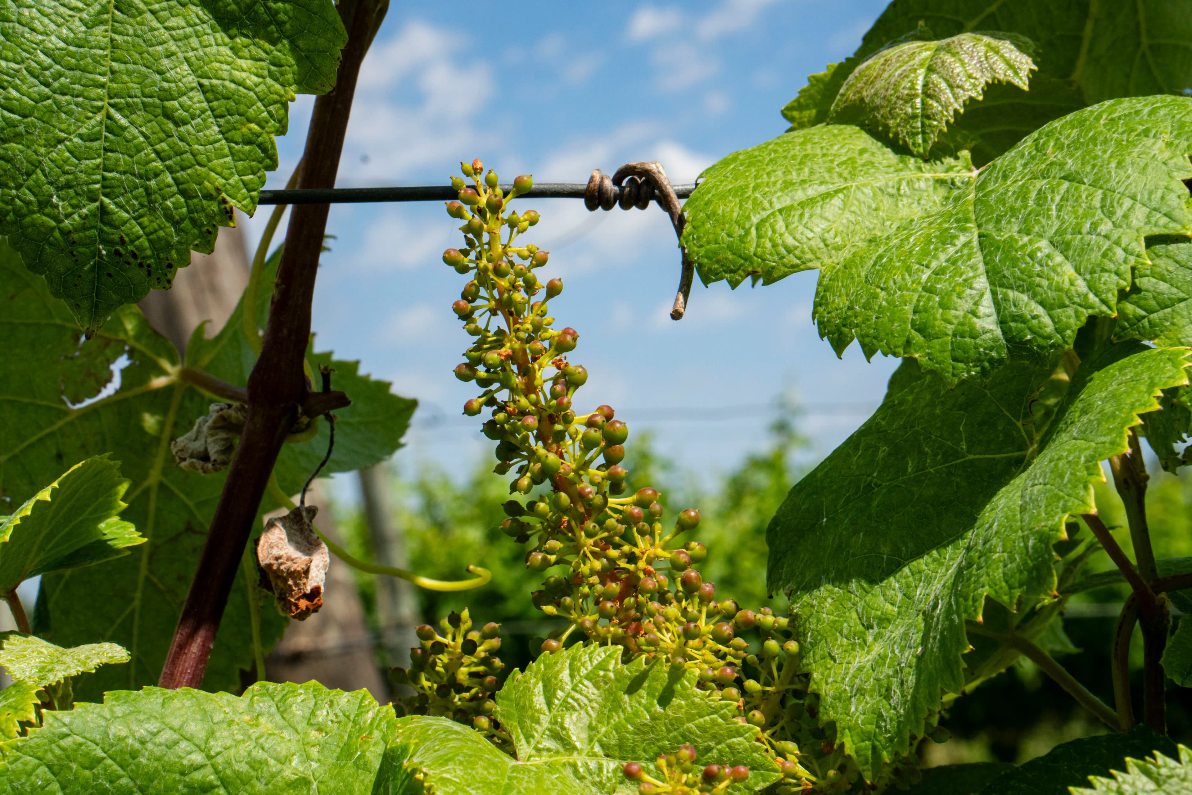 Uvas en crecimiento