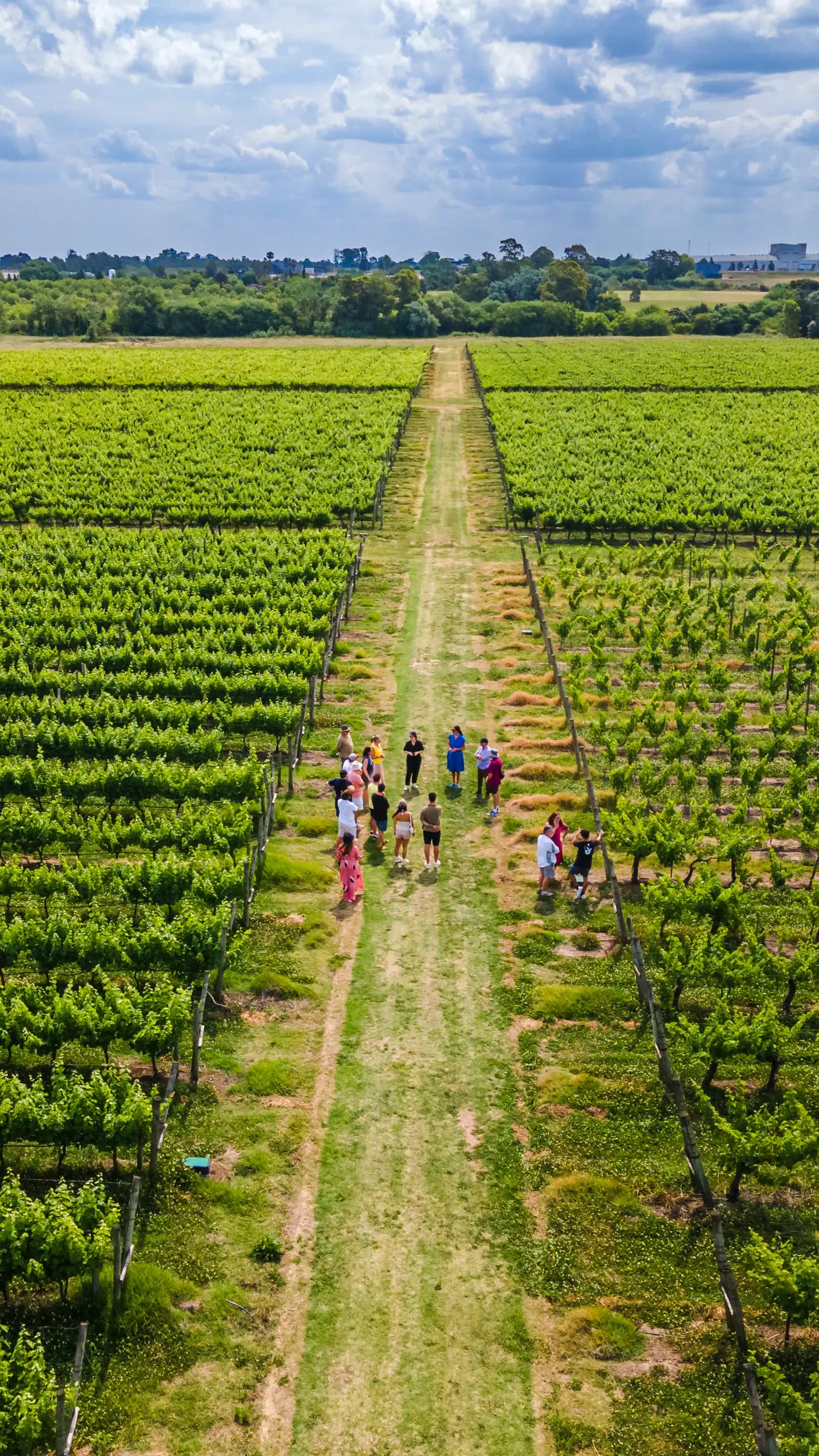 Visita por el viñedo