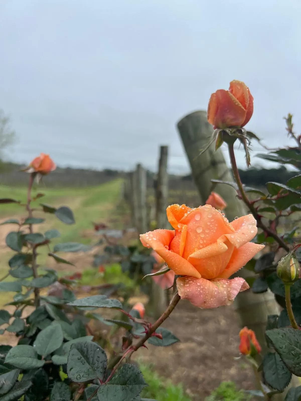 Flores naranjas