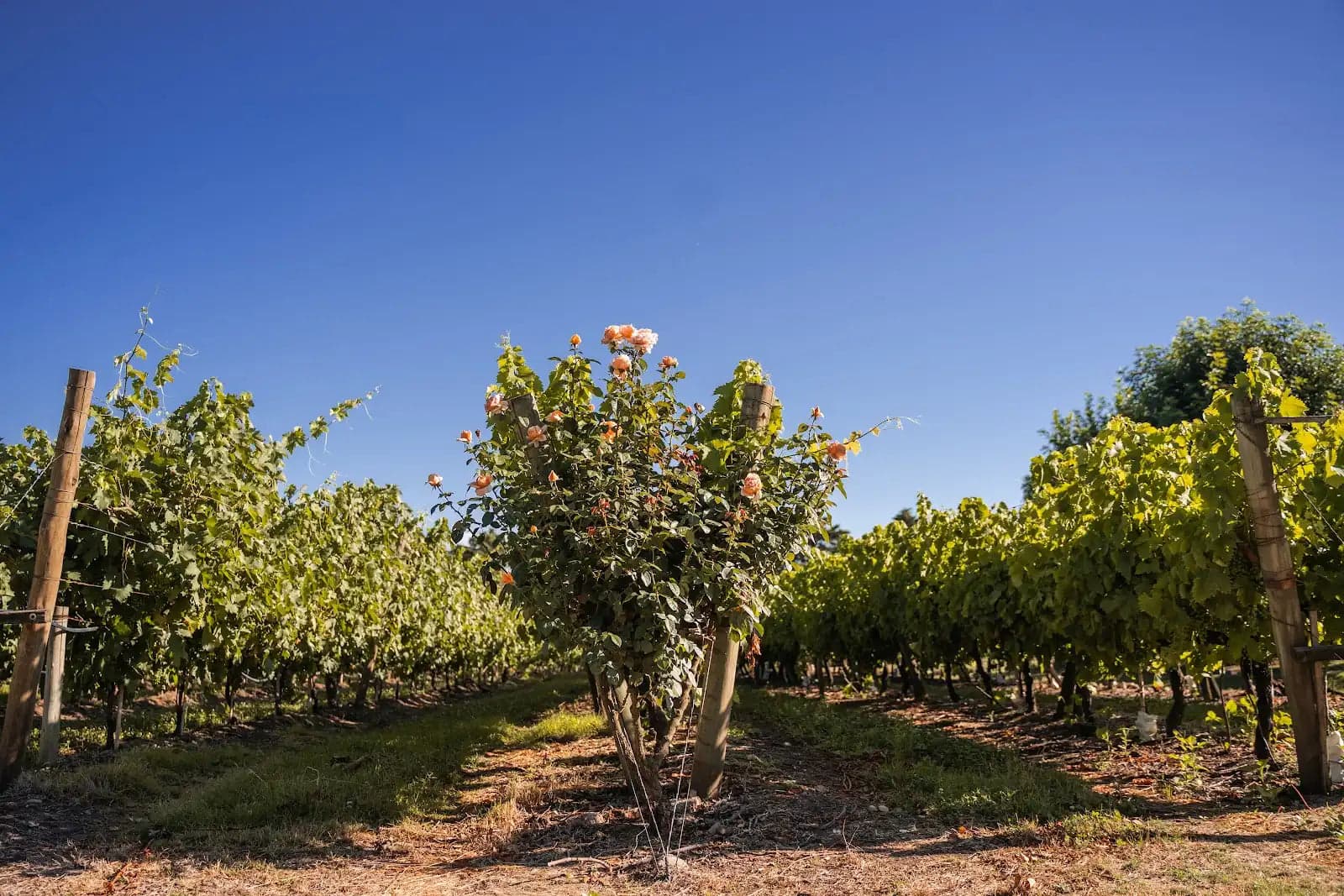 Parras de uva